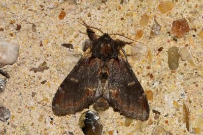 <i>Notodonta dromedarius</i>