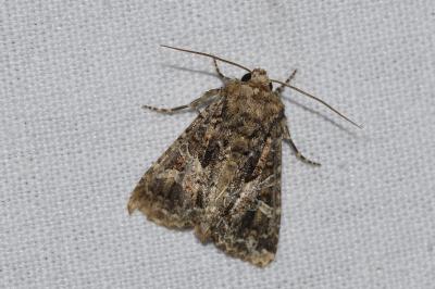 <i>Hada plebeja</i>