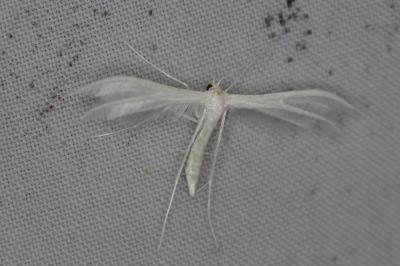<i>Pterophorus pentadactylus</i>