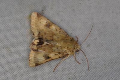 <i>Heliothis viriplaca</i>