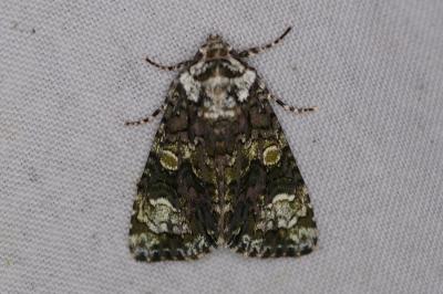 <i>Craniophora ligustri</i>