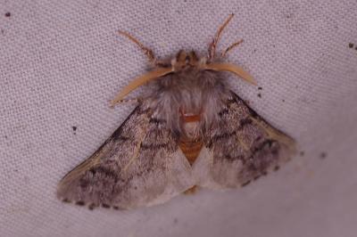 <i>Thaumetopoea pityocampa</i>