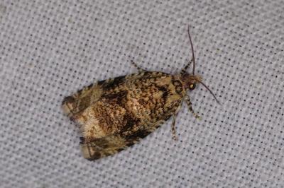 <i>Celypha lacunana</i>