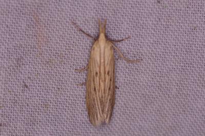<i>Ematheudes punctella</i>