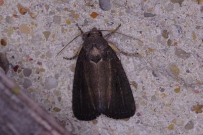 <i>Proxenus hospes</i>