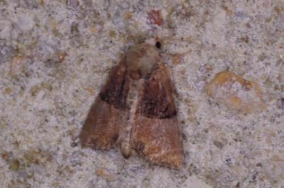 <i>Mesoligia furuncula</i>