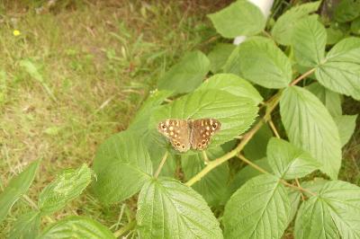 <i>Pararge aegeria</i>