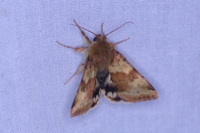 <i>Heliothis viriplaca</i>