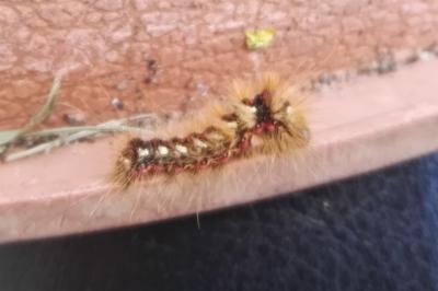 <i>Acronicta rumicis</i>