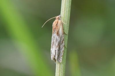 <i>Eucosma cana</i>