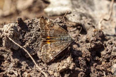 <i>Boudinotiana notha</i>