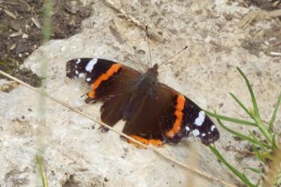 <i>Vanessa atalanta</i>