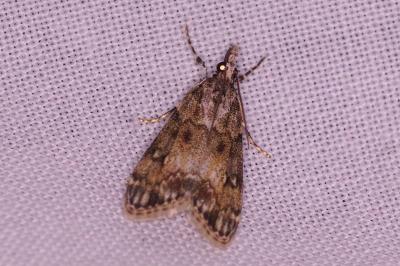 <i>Eudonia lacustrata</i>