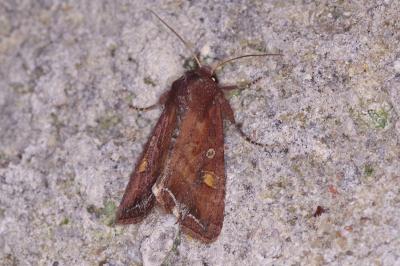 Lacanobia oleracea