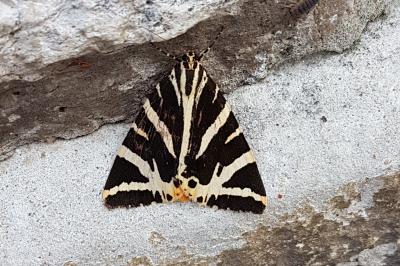 <i>Euplagia quadripunctaria</i>