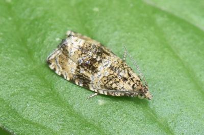 <i>Celypha lacunana</i>