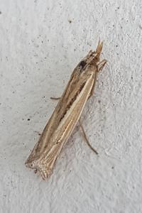 <i>Ancylolomia tentaculella</i>