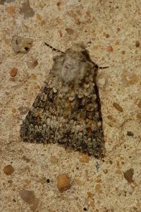 <i>Hecatera dysodea</i>