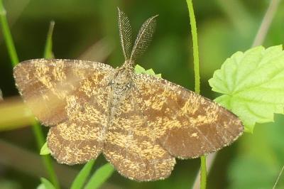 <i>Ematurga atomaria</i>