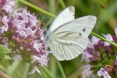 <i>Pieris napi</i>