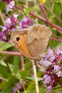 <i>Maniola jurtina</i>