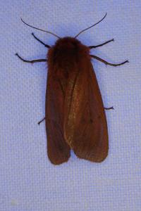 <i>Phragmatobia fuliginosa</i>