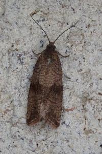 <i>Celypha striana</i>