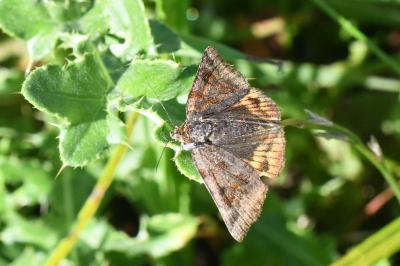 <i>Euclidia glyphica</i>