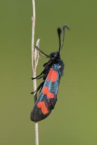 <i>Zygaena filipendulae</i>