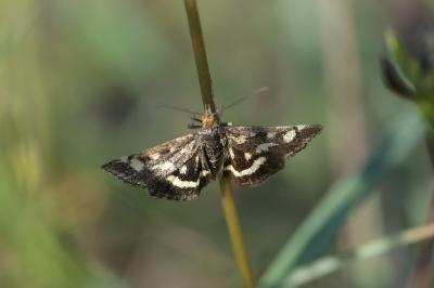 <i>Pyrausta purpuralis</i>