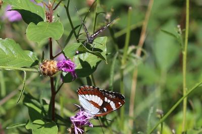 <i>Limenitis reducta</i>