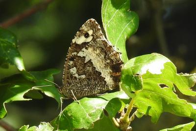 <i>Brintesia circe</i>
