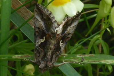 <i>Autographa gamma</i>