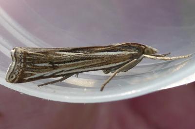 <i>Ancylolomia tentaculella</i>