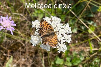 <i>Melitaea cinxia</i>
