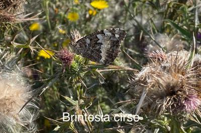 <i>Brintesia circe</i>