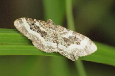<i>Epirrhoe alternata</i>