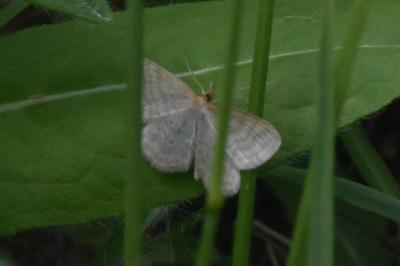 <i>Idaea macilentaria</i>