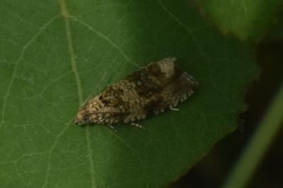 <i>Celypha lacunana</i>