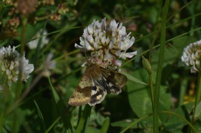 <i>Heliothis viriplaca</i>