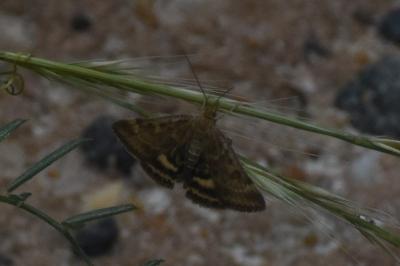 <i>Pyrausta despicata</i>