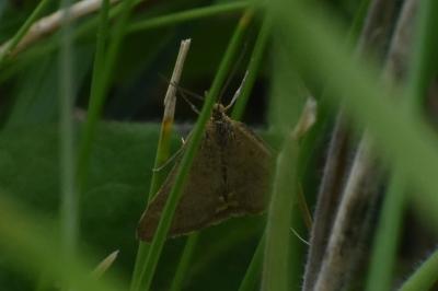 <i>Pyrausta despicata</i>