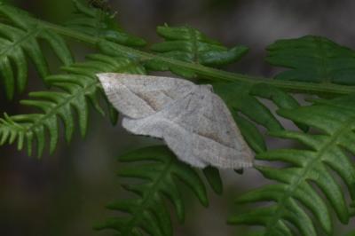 <i>Petrophora chlorosata</i>