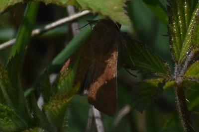 <i>Mythimna albipuncta</i>