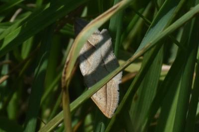 <i>Petrophora chlorosata</i>