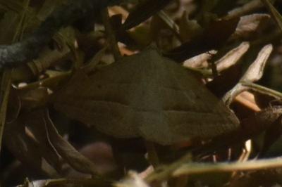 <i>Petrophora chlorosata</i>