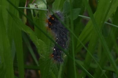 <i>Acronicta auricoma</i>