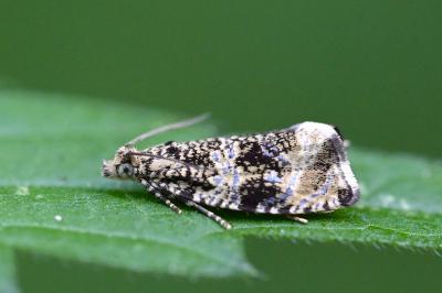 <i>Celypha lacunana</i>