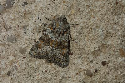 <i>Hecatera dysodea</i>