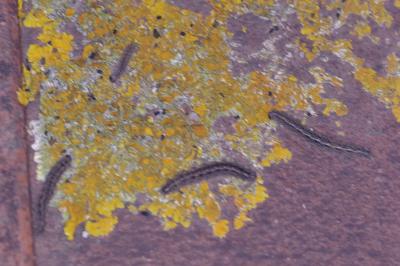 <i>Eilema caniola</i>